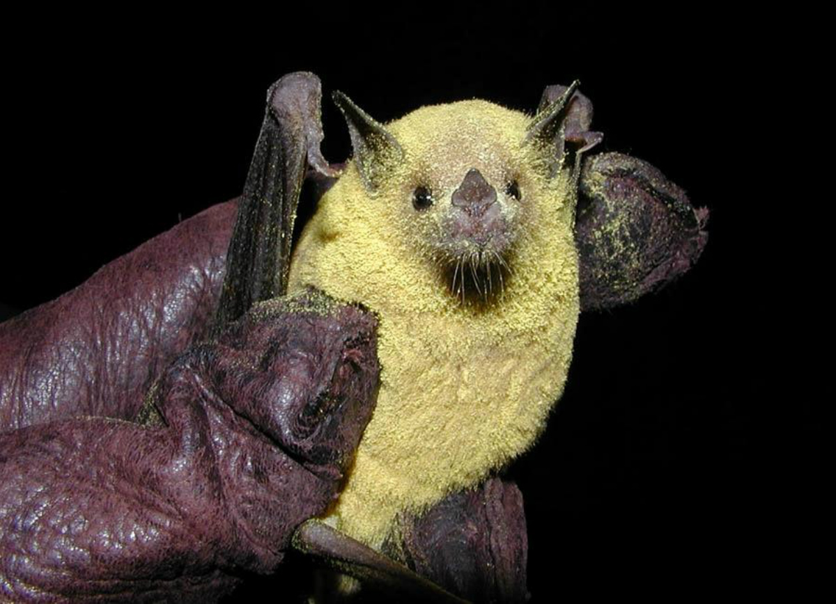 A small bat covered in yellow pollen is held in a gloved hand.