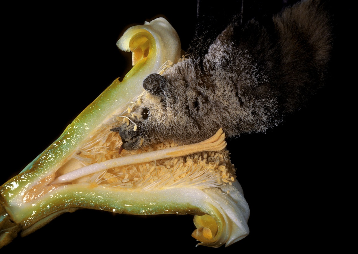 A bat leans into a halved flower and uses its long tongue to lap up the nectar.