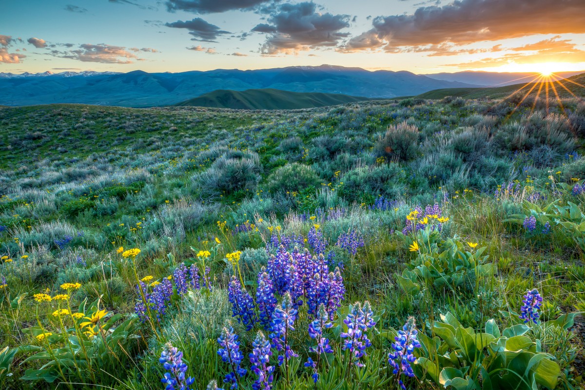 Field of purple and yellow flowers flows into a rolling mountain landscape with a cloudy sunset in the background.