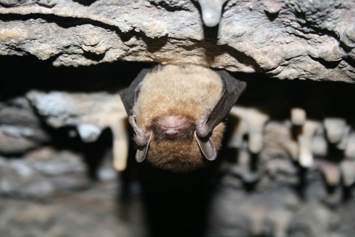 A small, fuzzy bat hanging upside down in a cave is illuminated by the bright white flash of a camera.