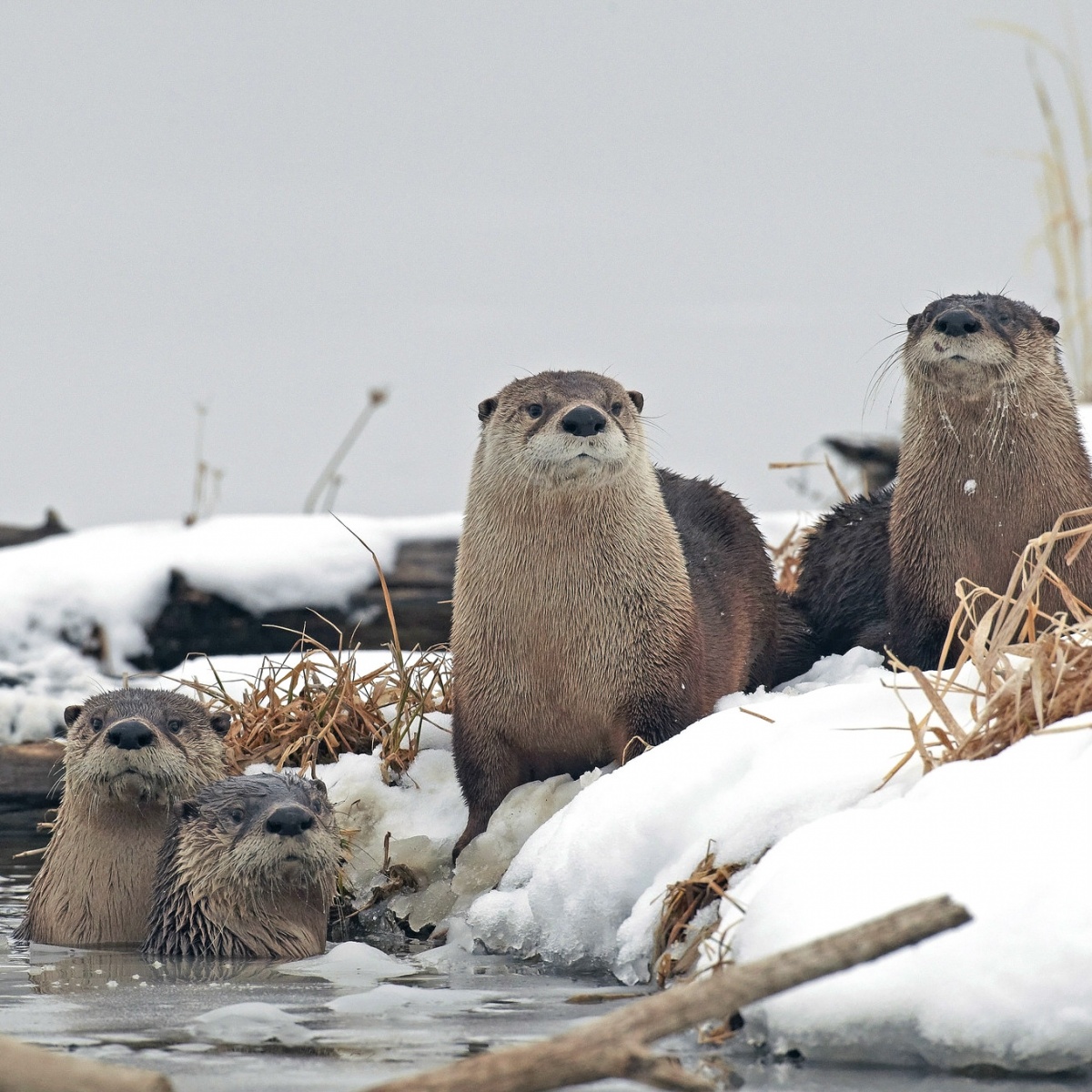 Four furry, gray otters stand on the snowy bank of an icy river.