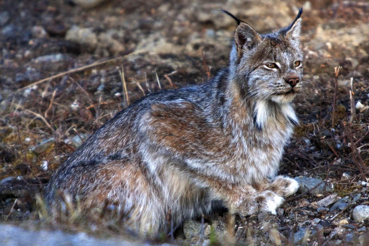 Lynx sits on ground looking into the distance.