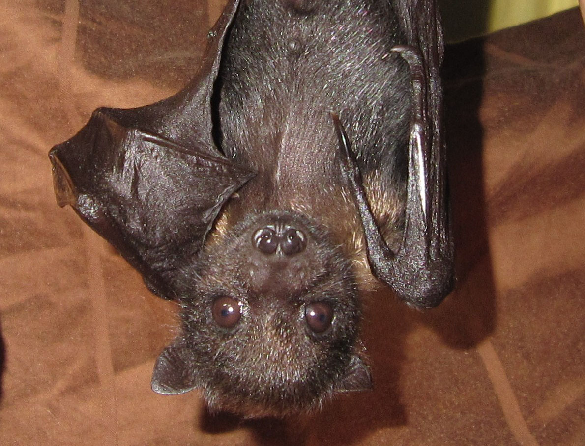 A black bat with large eyes hangs upside down.