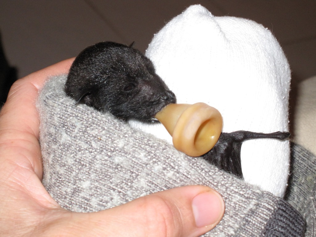 Small black bat pup is held in a human hand and wrapped in a grey sock, the tip of a baby bottle in its mouth.