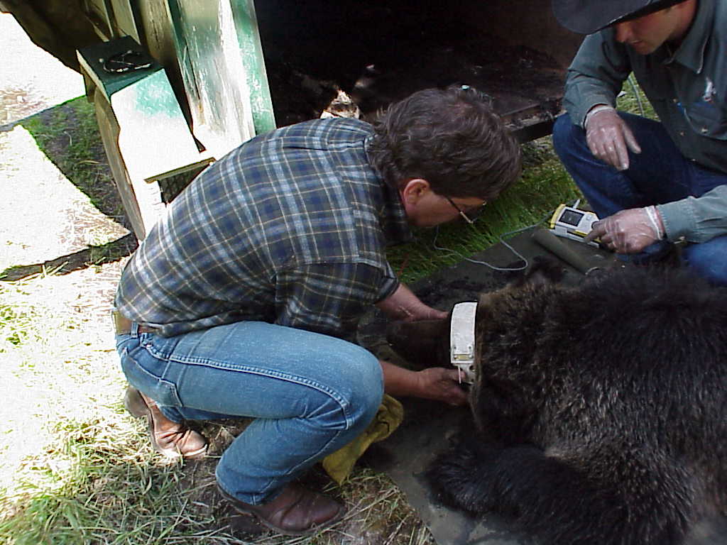Mark Haroldson places a collar over a bear's head.
