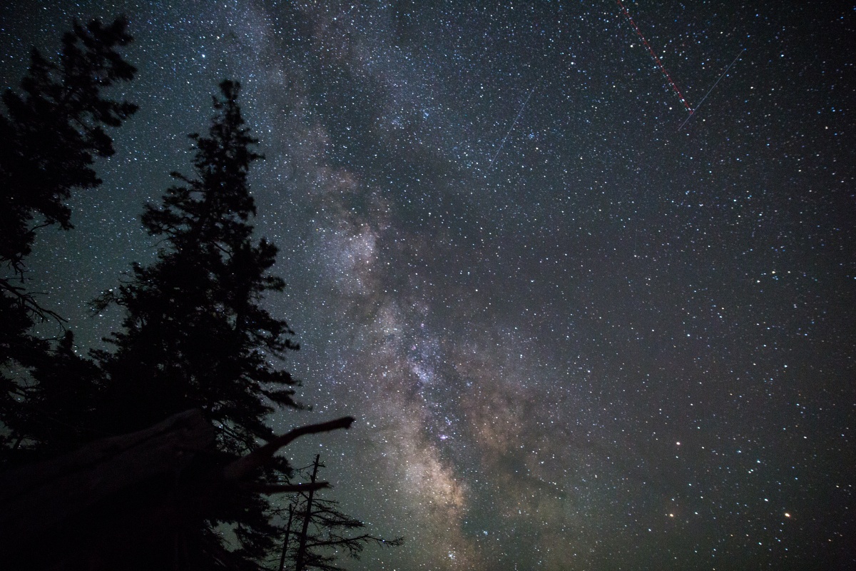A night sky with the milky way galaxy stretching down the middle, surrounded by countless stars and juxtaposed against a number of pine trees.