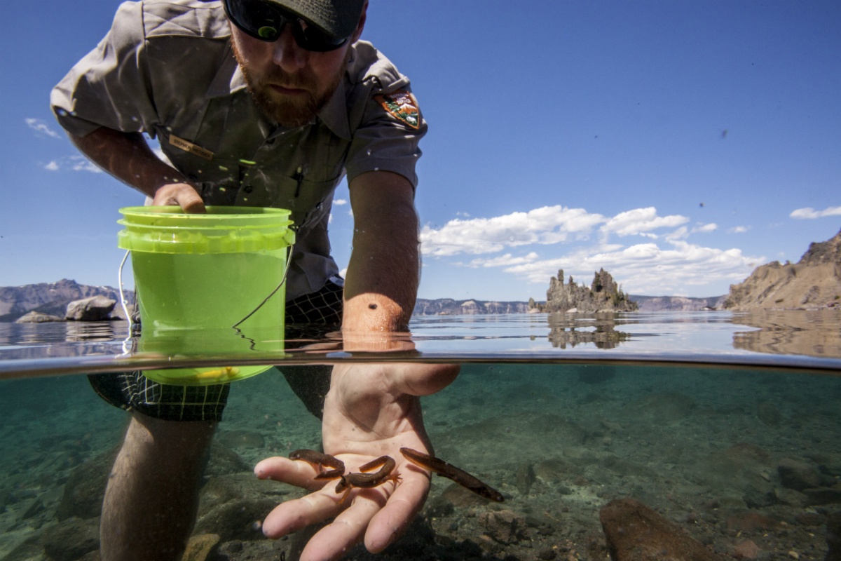 A white male park ranger stands in knee deep water and releases several small newts from a bucket into the lake.