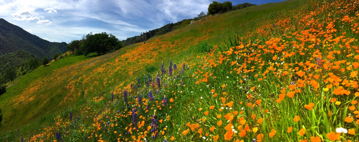 Massive field of orange, purple and green flowers and vegetation 