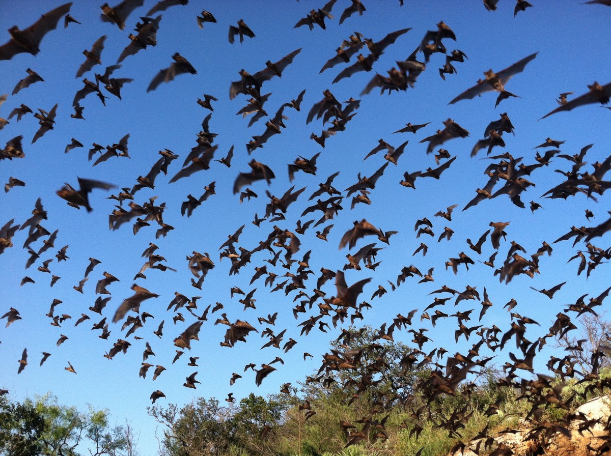 Dozens of dark brown bats take flight against an azure sky with the tops of green trees cropped in the background.