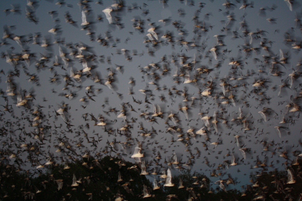 Hundreds of bats fly past the camera in a blur of movement.