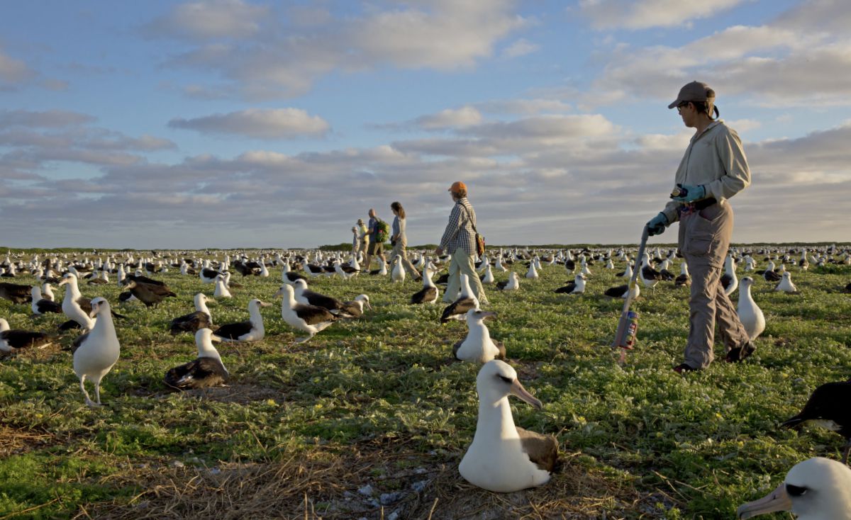 Volunteer albatross counters systematically count nests, resulting in record breaking nest count numbers for the 2015 hatch year. Photo by U.S. Fish and Wildlife Service. 
