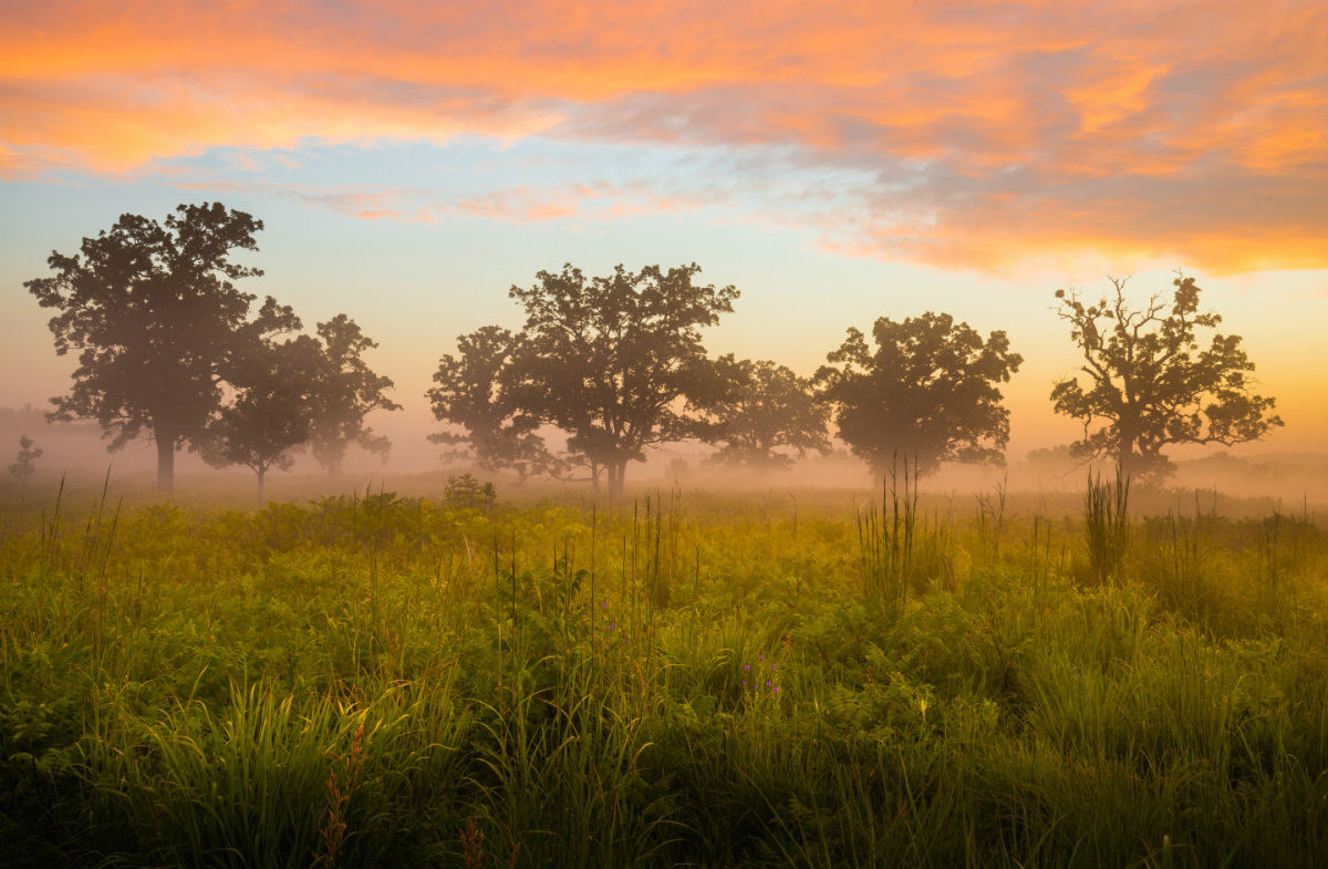 Morning fog hovers over a field of grass and scattered trees.