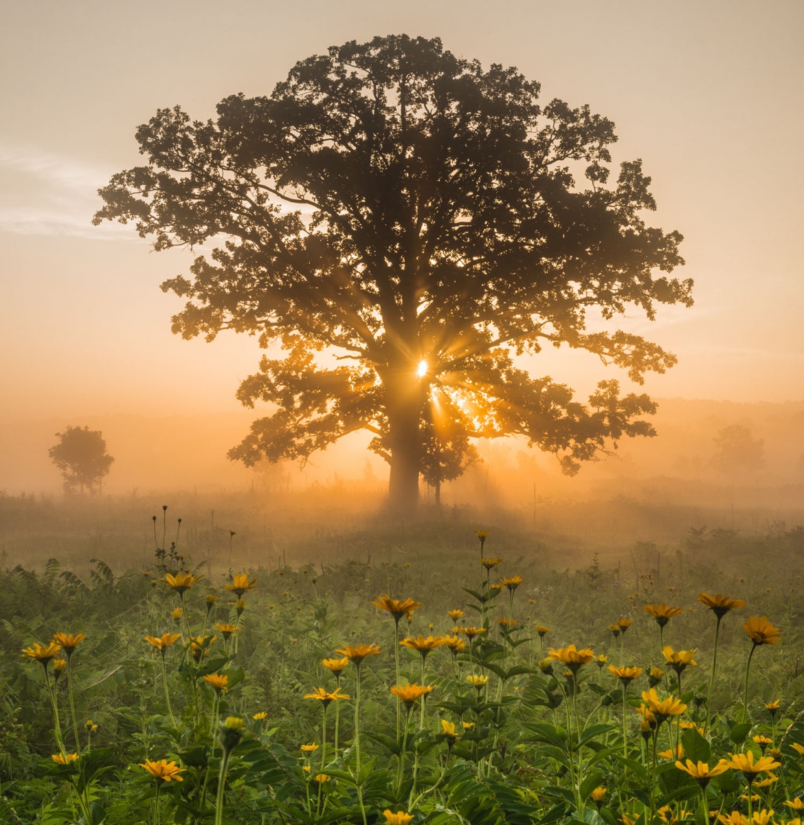 light streams through a tree in a field of yellow flowers