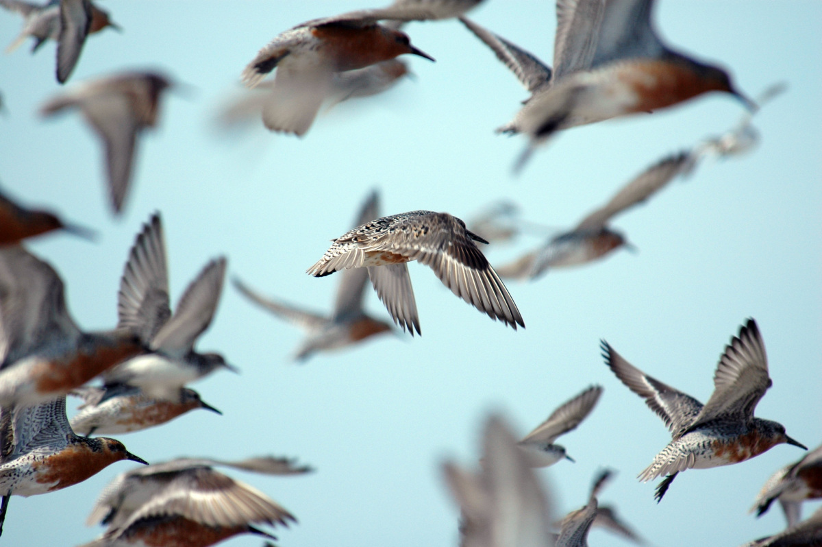 A group of small gray birds flying across a blue sky.