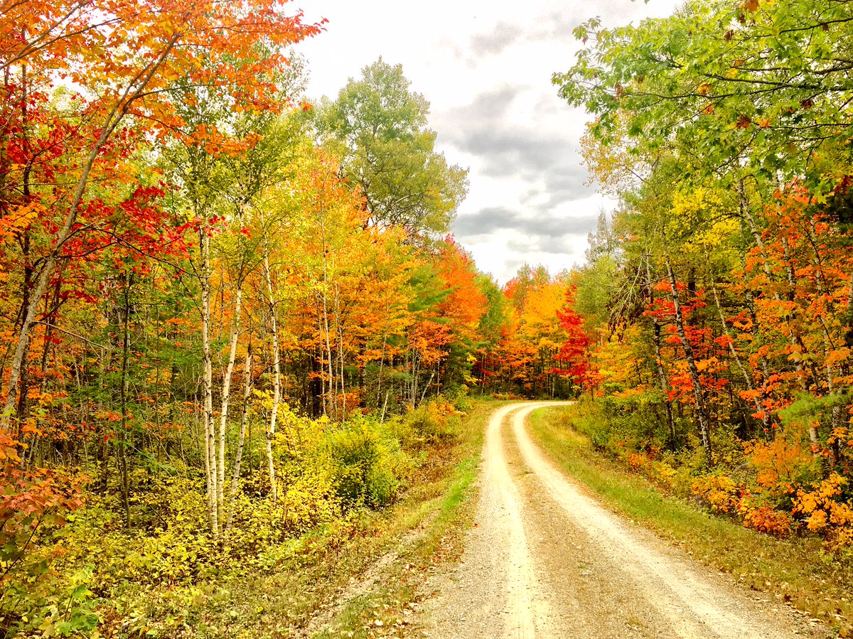 A dirt road curves through a forest in the fall.