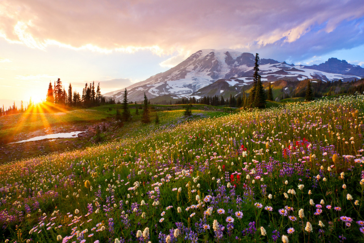 A large field of colorful wildflowers sits before a snow capped mountain on the horizon.