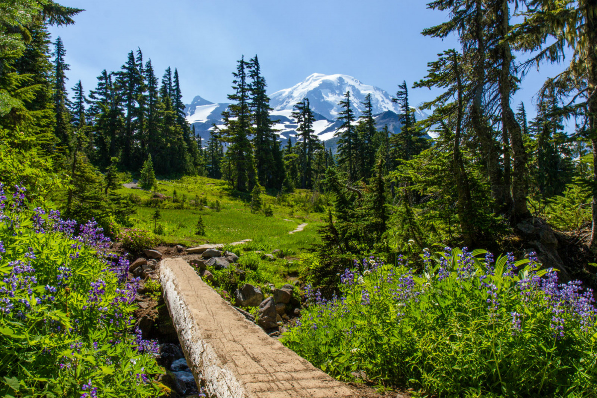 Purple flowers and green plants surround both sides of a log bridge on a path. Tall trees surround the path and a large snow capped mountain is far in the distance