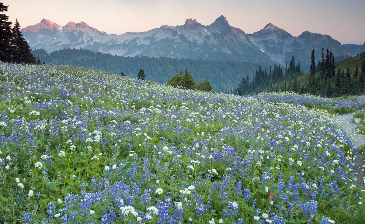 A carpet of blue wildflowers in a field sit before a huge mountain in the summertime. The sun is rising and illuminates the very top of the mountain in red.