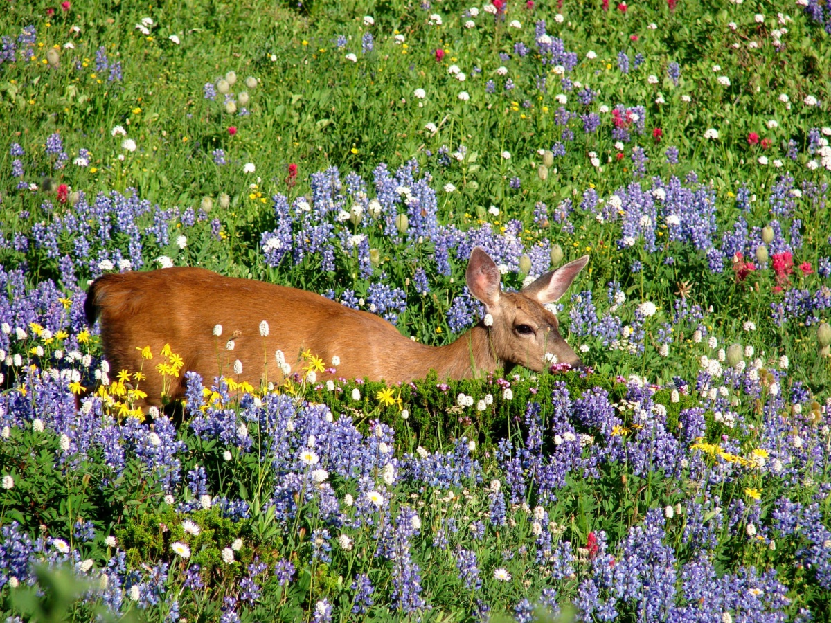 A small tan deer stands on a sloping hillside covered in colorful flowers.