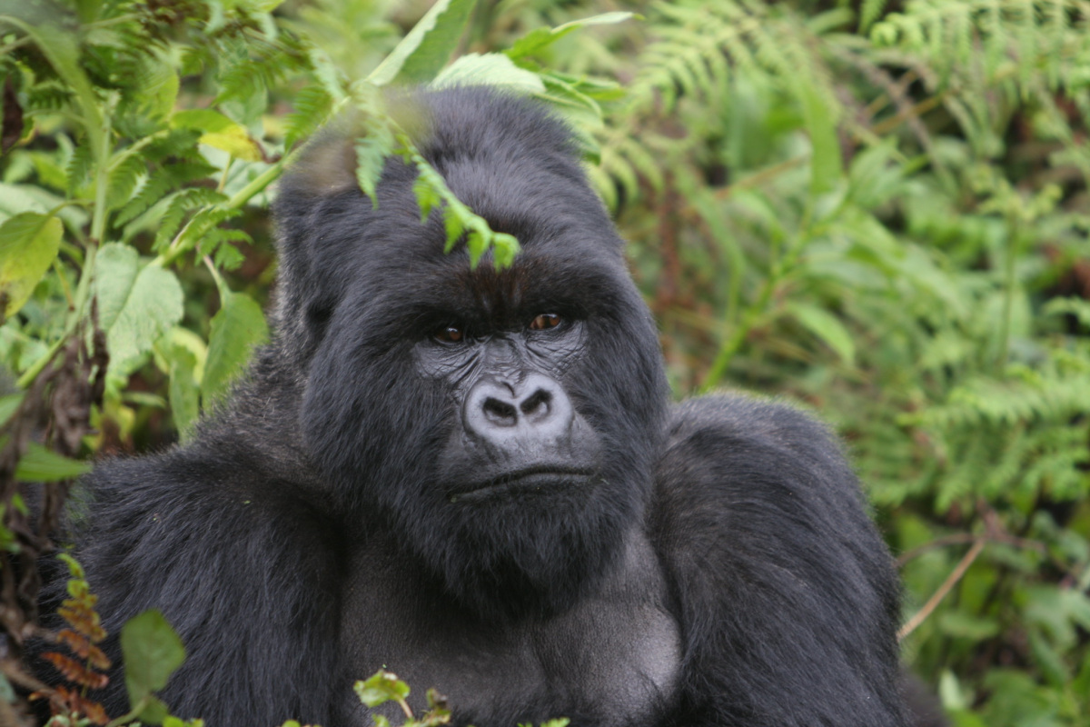 A large black gorilla sitting in the jungle.