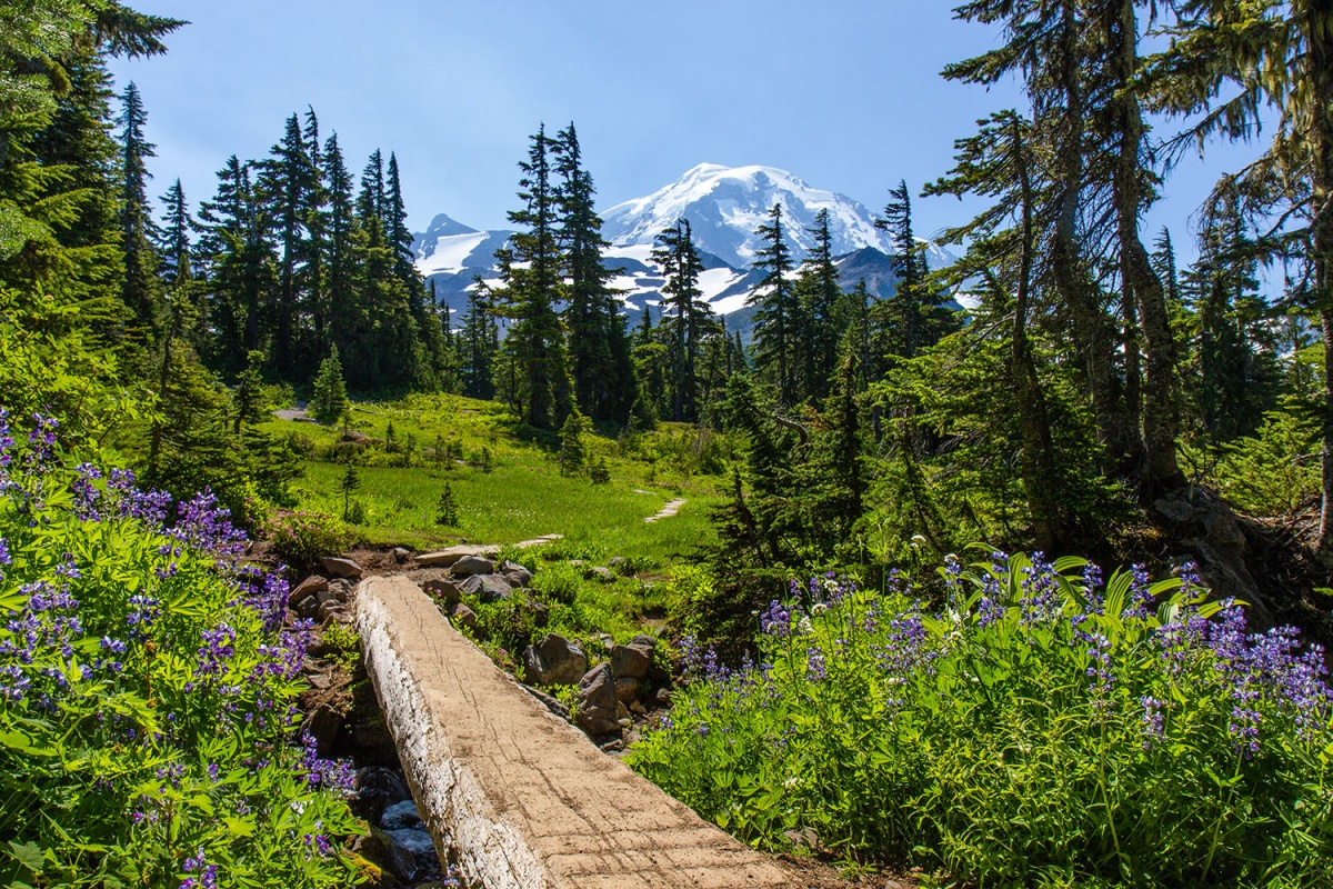 snow-capped mountain with a hiking trail through green forest with purple flowers
