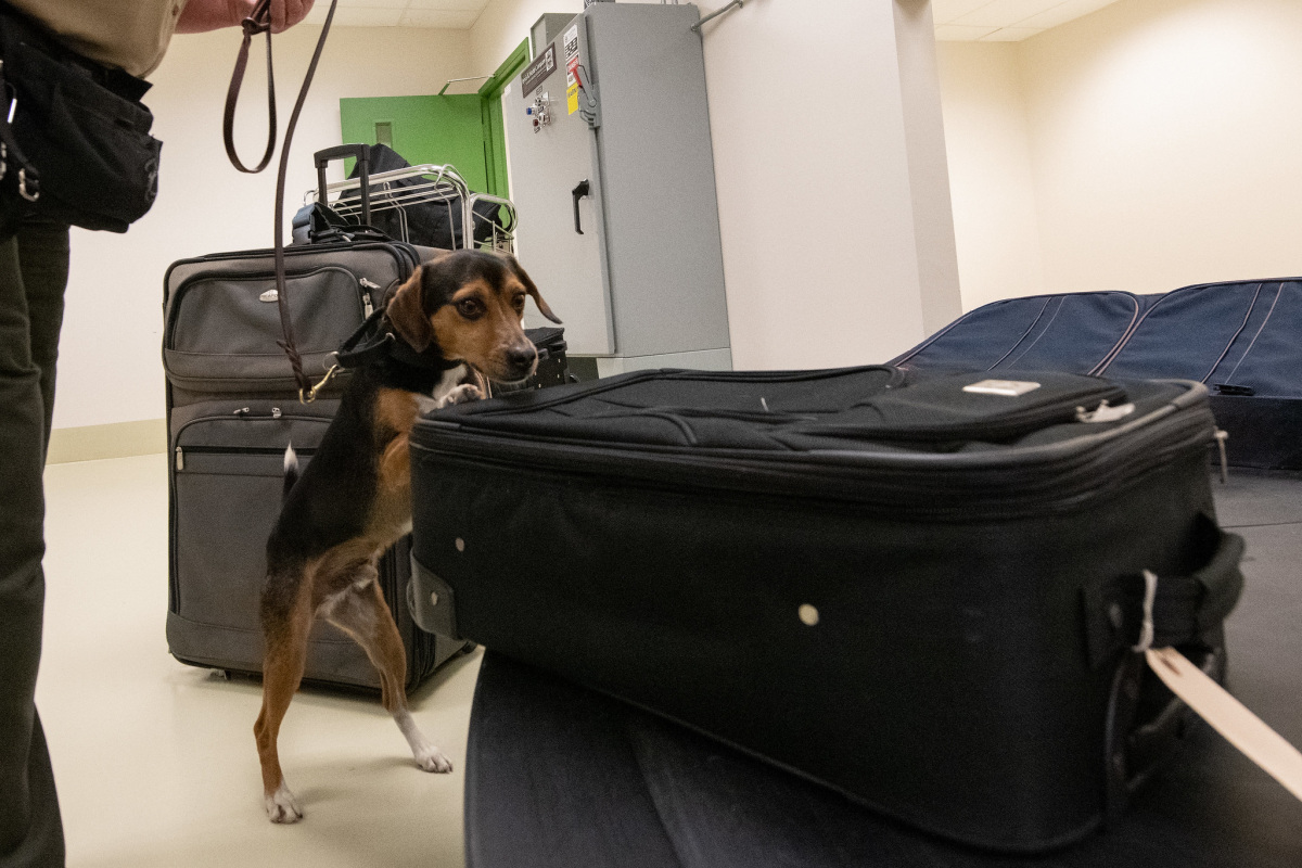 A small dog on a lease puts its paws on a large piece of black luggage and sniffs it.