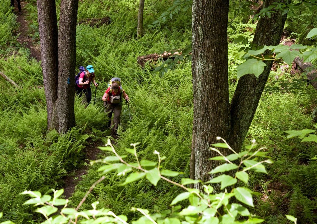 two hikers walk through a forest of lush ferns and tall trees
