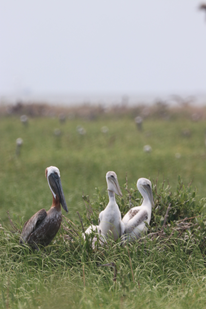 Young Pelicans on Queen Bess Island. Photo: LA DWF