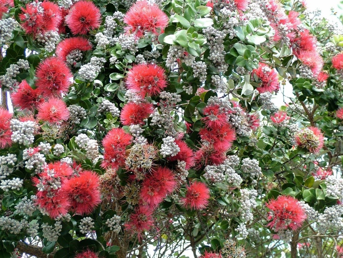 Ohia is a native tree with bright pink blooms