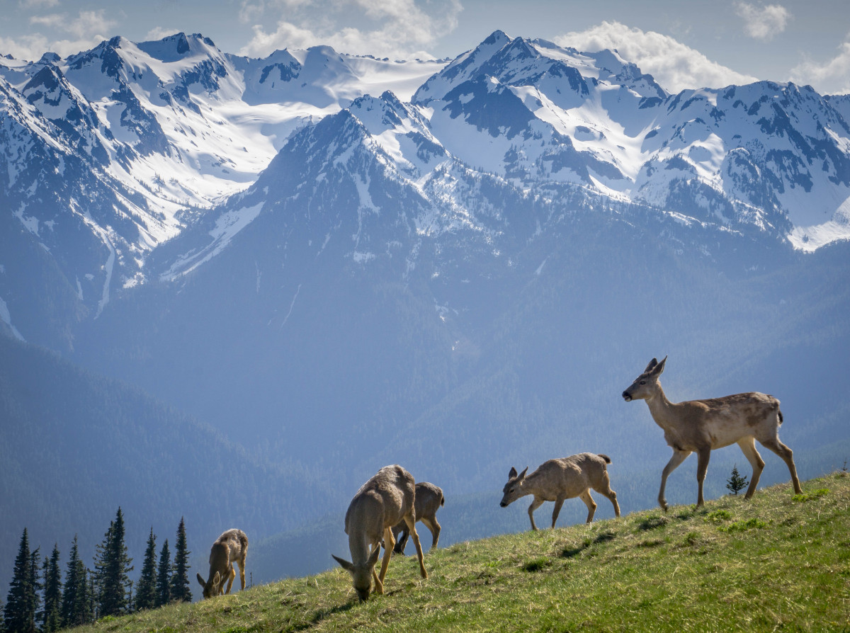 Five deer stand on a grassy hillside with large snow capped mountains in the background.