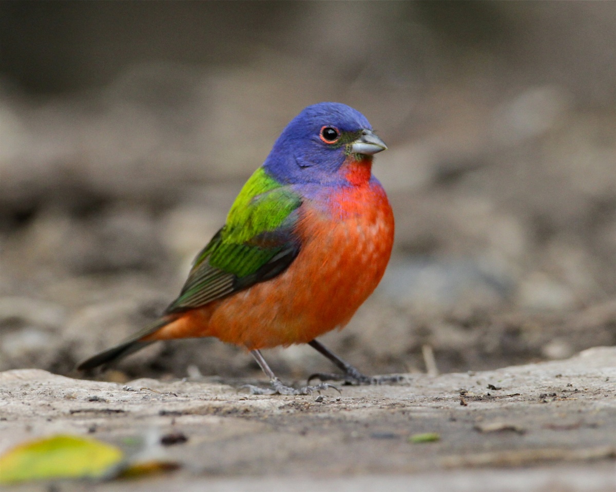 A brightly colored bird called a painted bunting stands on the forest floor.