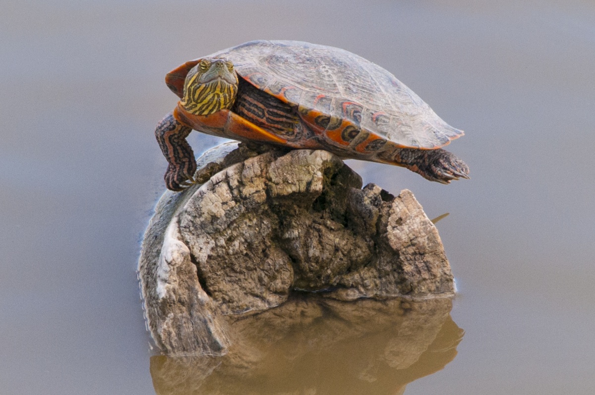 A small turtle with a bright orange shell stands on a log in water and turns its head toward the camera.