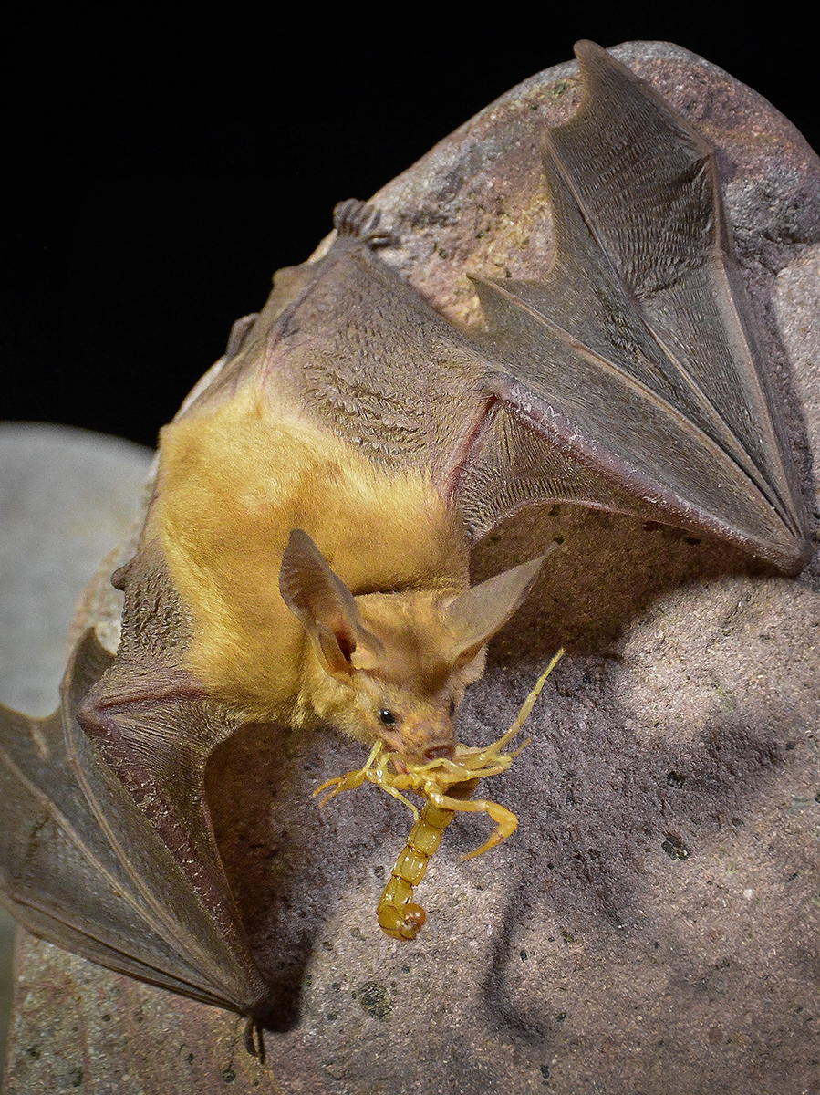 A bat with a light tan body and large ears sits on a rock eating a yellow scorpion.
