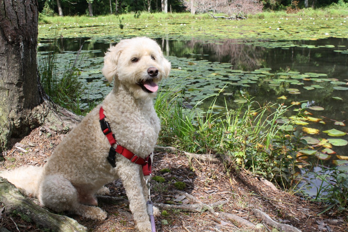 A white dog sits in the sun on a dirt path next to a small pond covered with lily pads.