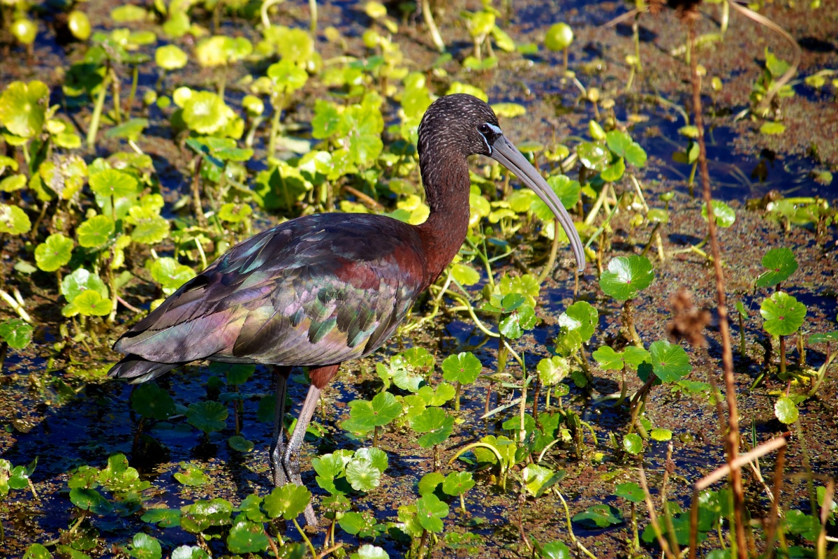 A bird with colorful feathers and a long beak stands in the water.