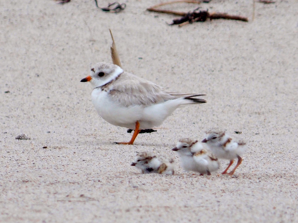 One adult and three baby piping plovers stand on the beach. Their light gray feathers look very fluffy.