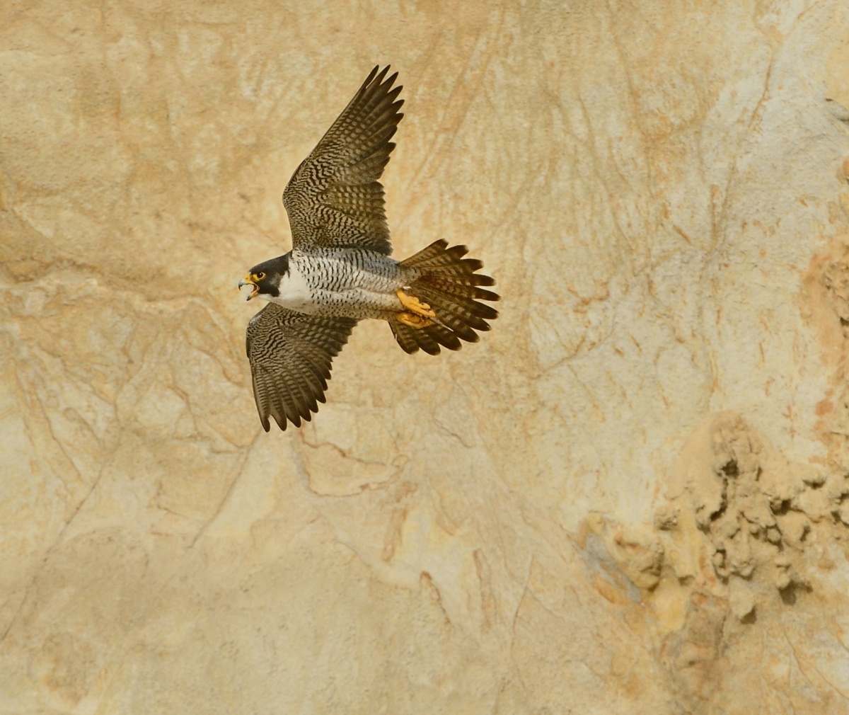 A peregrine falcon flying by a rocky cliff in California.