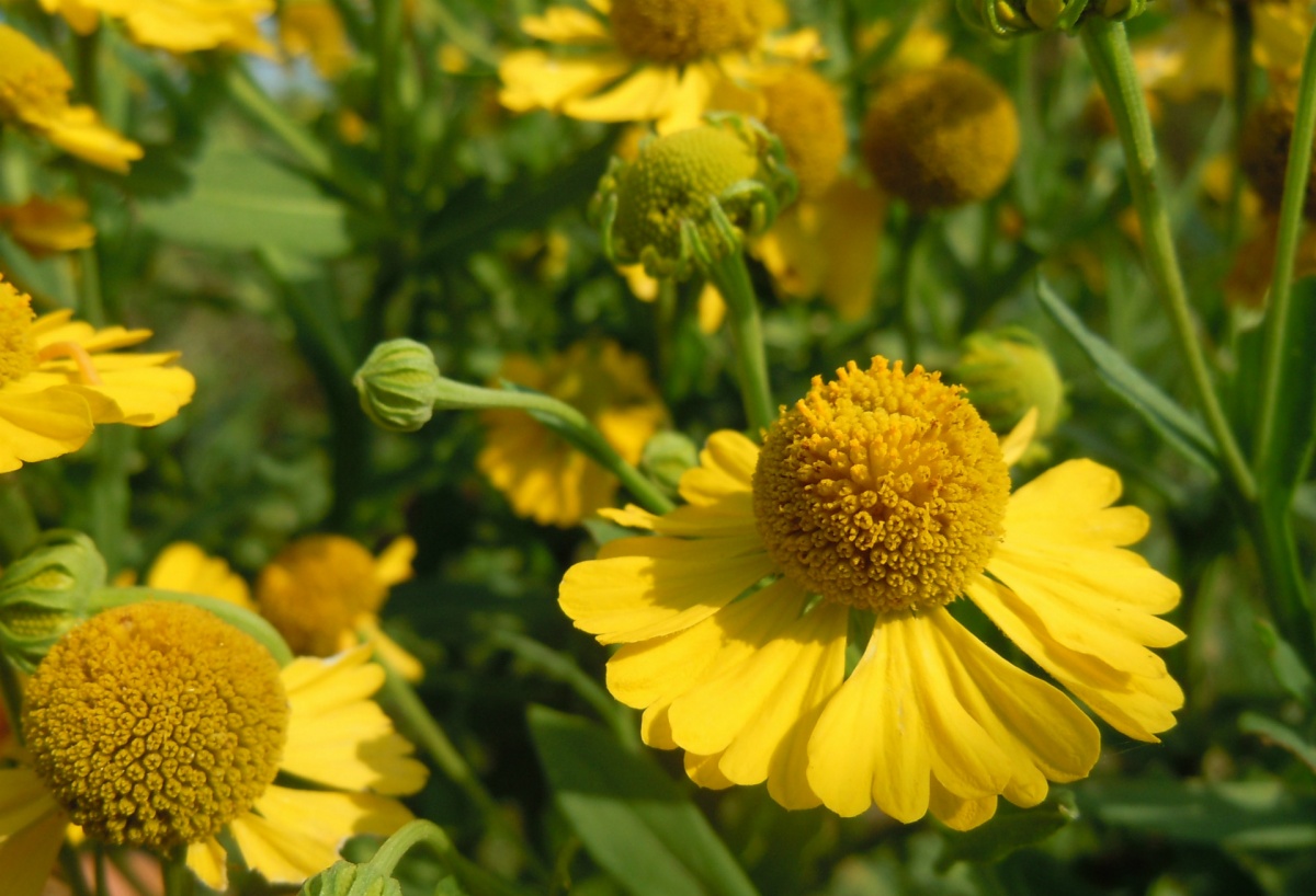 A close up picture of big yellow flowers.