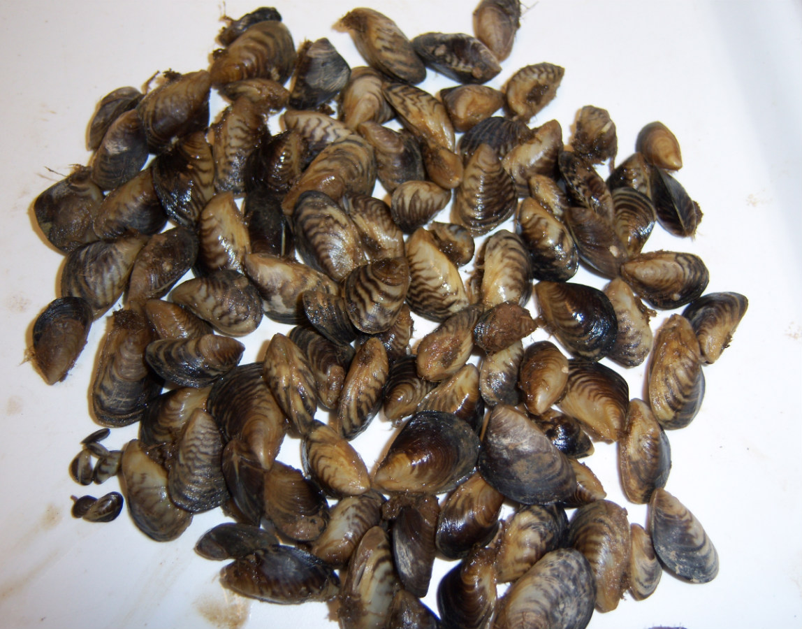 Quagga mussels are an invasive species 