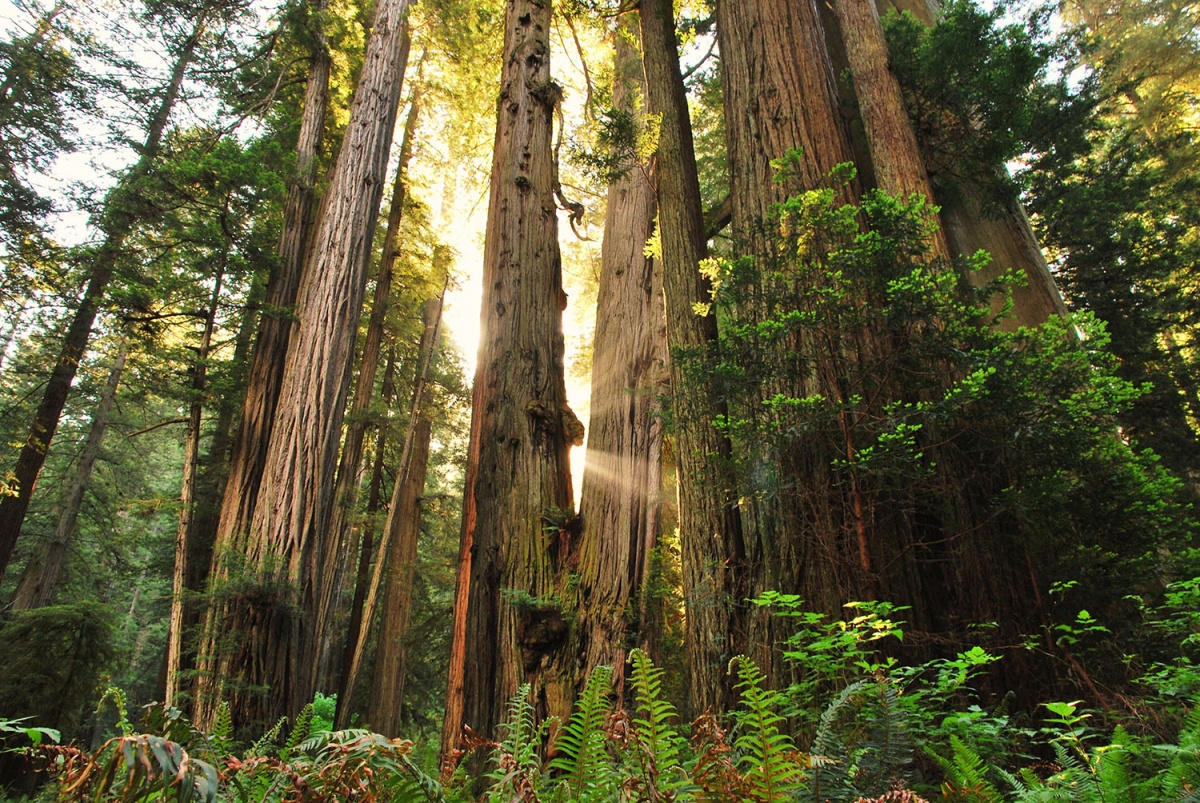 Sun light shines through the opening between many Redwood tree trunks, green shrubbery surrounding the trees