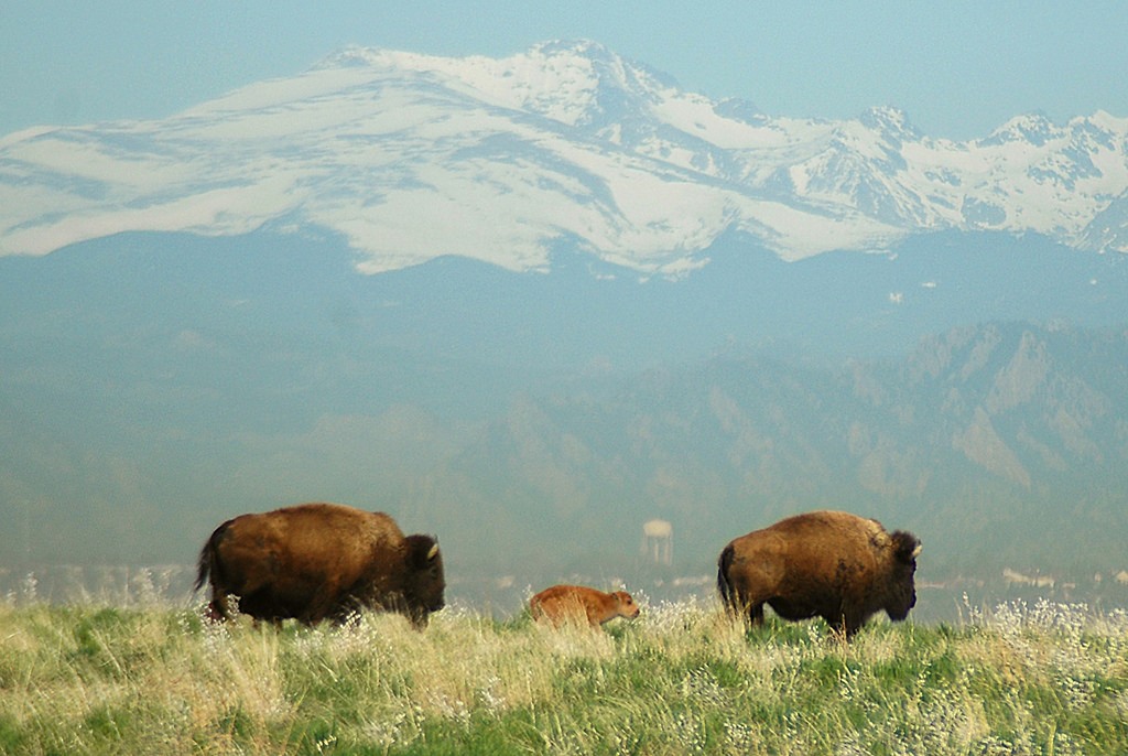Two grown bison and one baby bison, graze in field surrounded by large mountains 