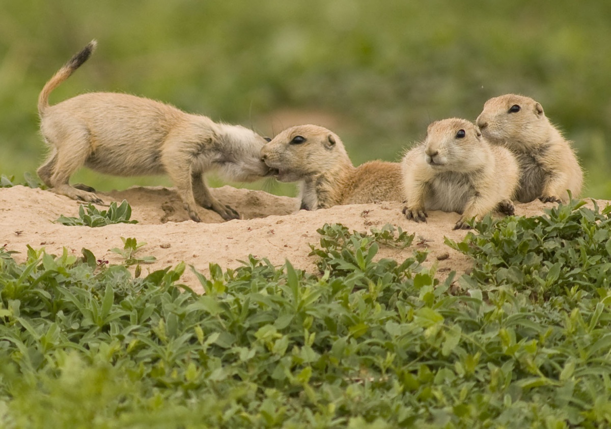 Four prairie dog pups perched on sandy bank covered in green plants. One pup nibbles at the other playfully.