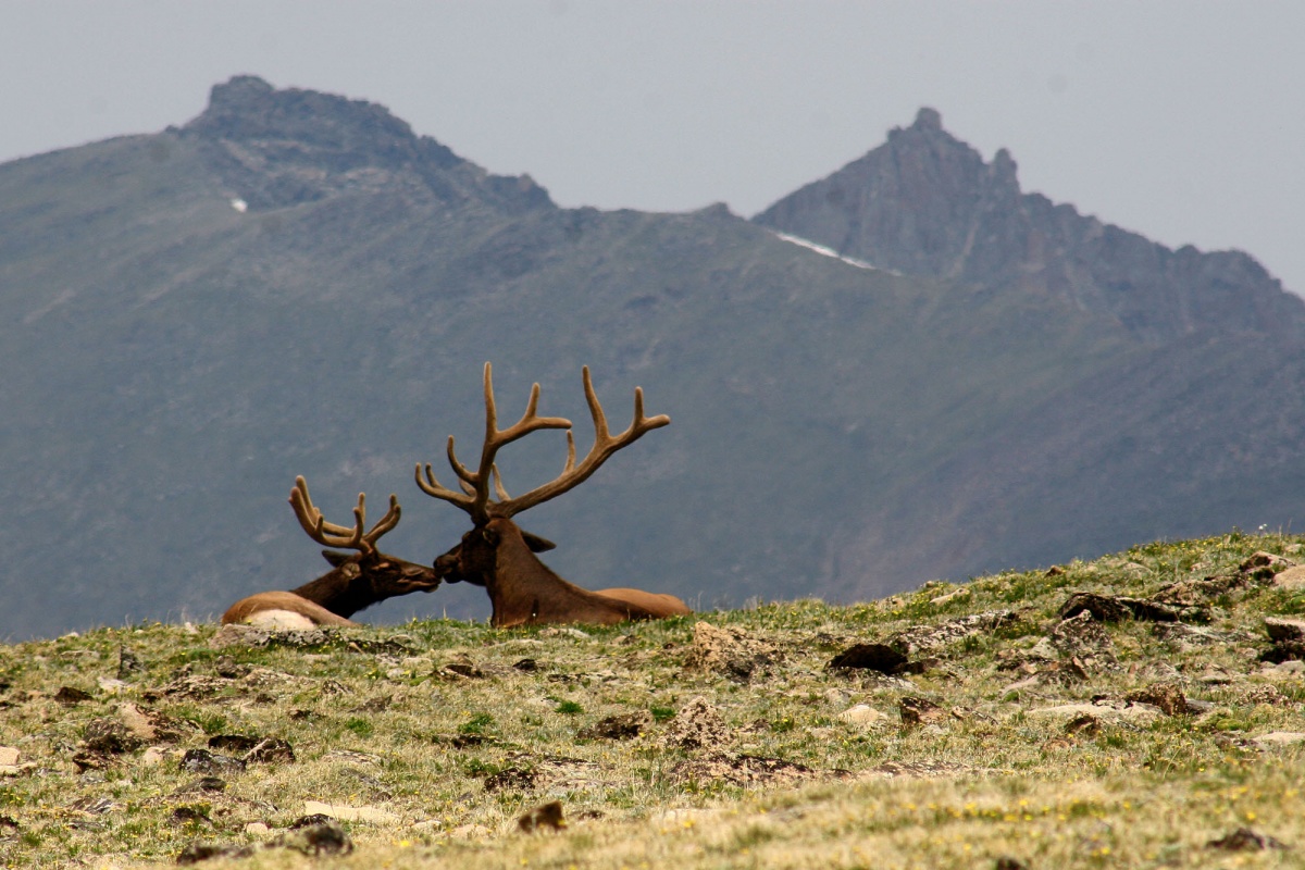 elk sit on the ground touching noses while looking at the mountains in front of them
