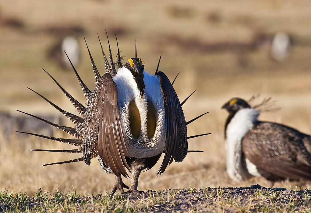 Two sage grouse strutting around on the grass.
