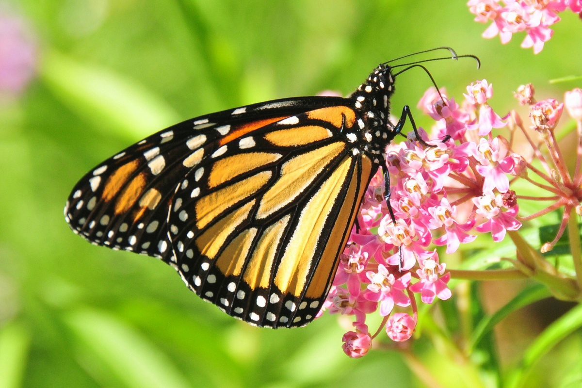 An orange and black monarch butterfly stands on a milkweed plant with a bundle of small pink flowers.