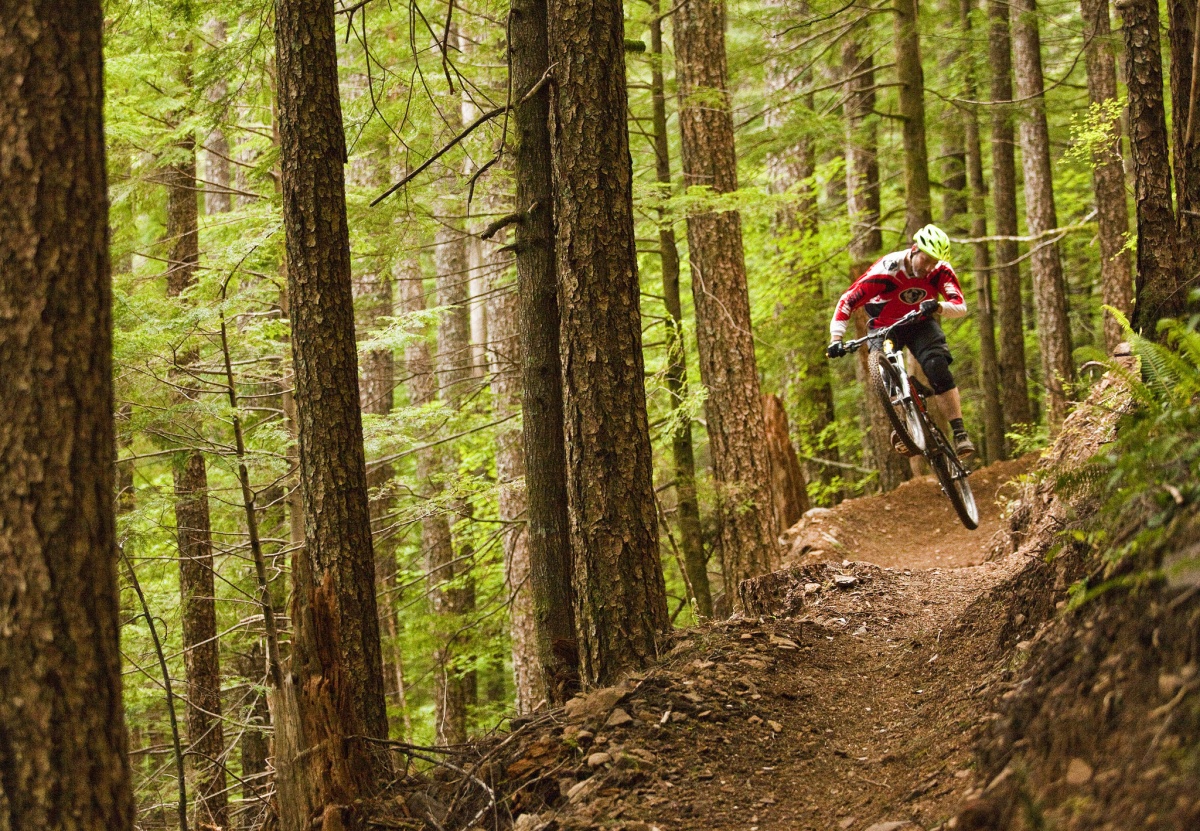 A mountain biker makes a jump on a mountainside trail surrounded by large trees.