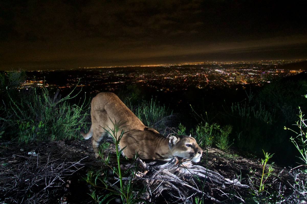 Adult female mountain lion cheek-rubbing to leave her scent on a log with the city’s lights in the background.