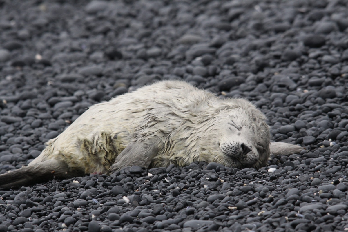White seal pup lies with eyes closed on a beach covered in black stones.