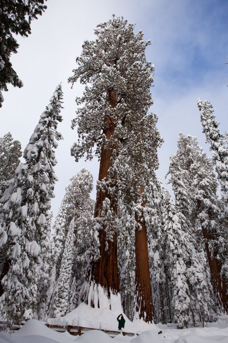 general grant tree facts