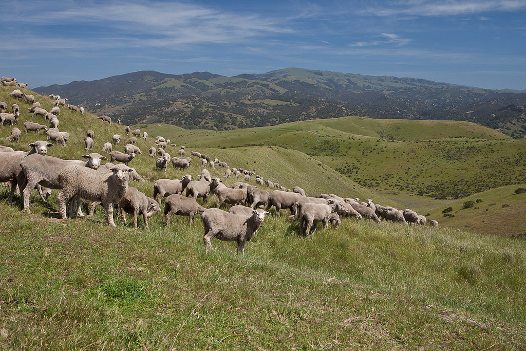 A large group of sheep cover one side of a hill into the mountains.